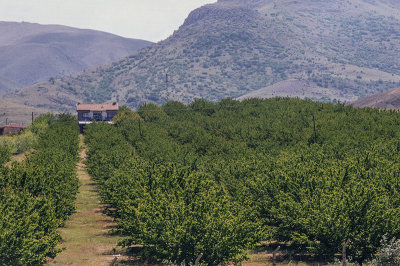 Malatya apricot orchard 