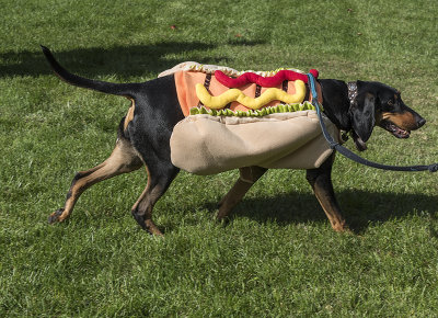 The hot dog