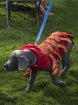 The lobster puppy
