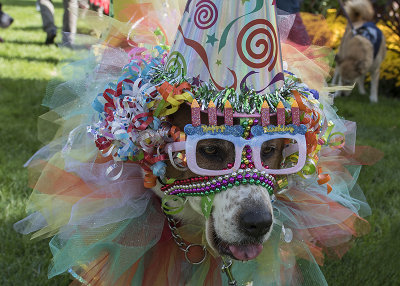 Spooky Pooch Howl-o-ween