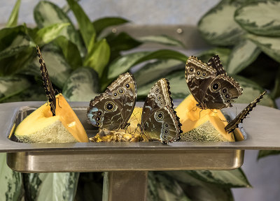 Butterflies feasting on cantaloupe 