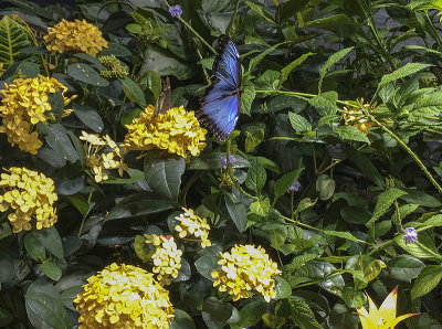 In flight