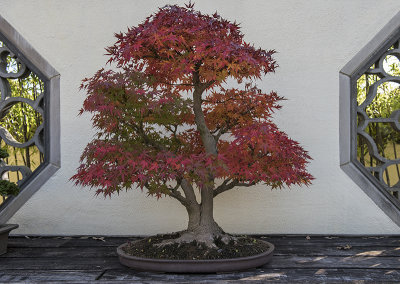 Thanksgiving bonsai