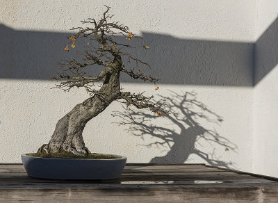 The unnamed bonsai
