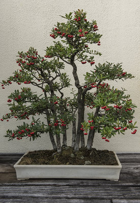 Festive bonsai