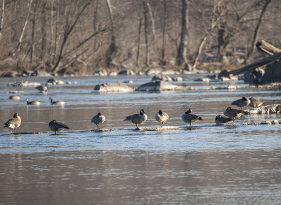 Geese at Great Falls