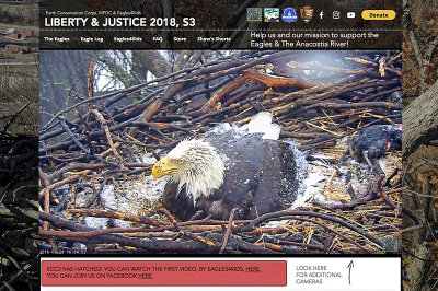Liberty protecting her eaglets in rain and snow