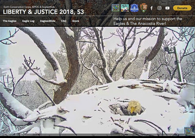 Nest under snow