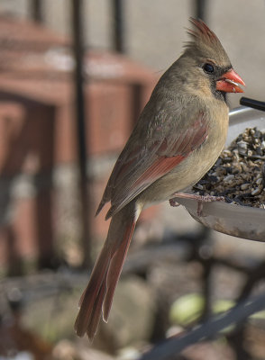 Mrs. Cardinal poses for another portrait