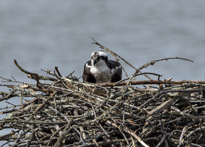 Mother osprey on her nest