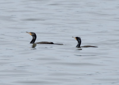 Two cormorants floating along