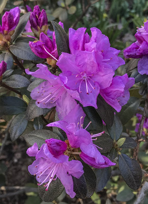 At least my azaleas survived the snow