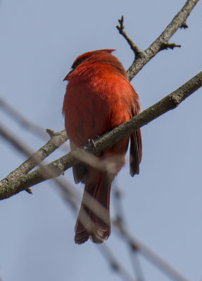 The elusive cardinal