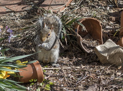 The little thief