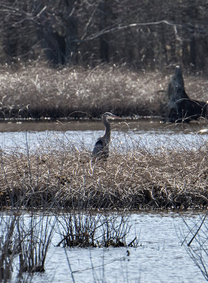 Heron on a golden island