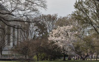 Cherry blossoms and the Jefferson Memorial
