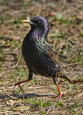 Starling with attitude
