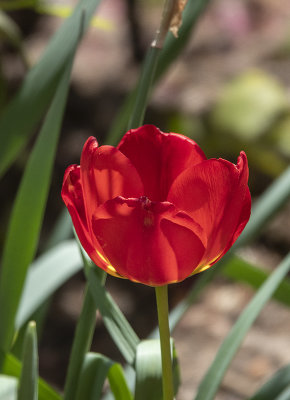 Shadowed tulip