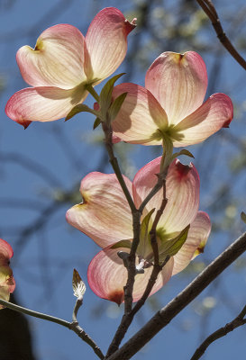 Dogwood lit up