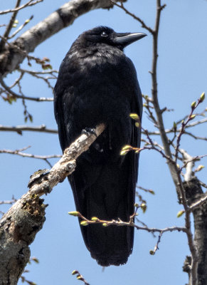 Crow watch