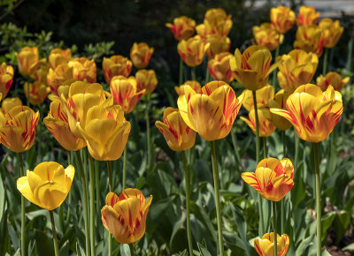 Tulip field