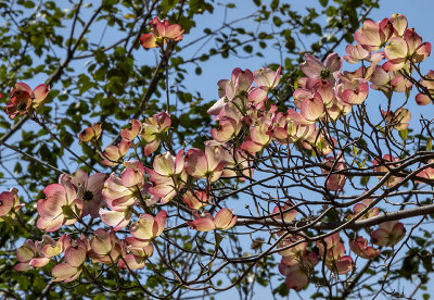 Dogwood diagonal