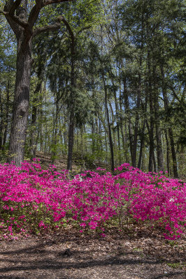 Woodland azaleas