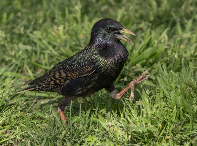 Starling stepping