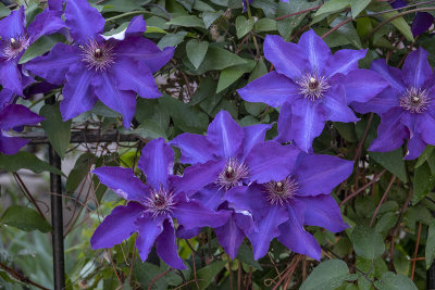 Clematis gone crazy