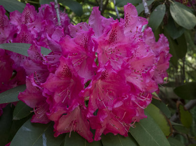 Japanese Garden rhododendron
