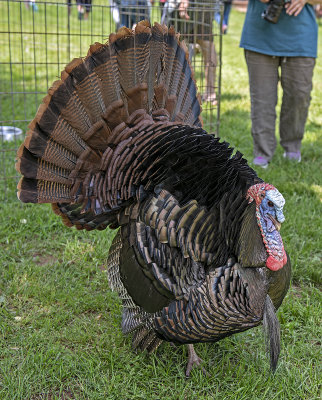 Perry, abandoned on Thanksgiving, now strutting his stuff