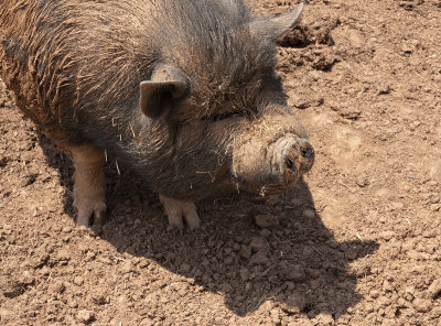 Burt the guinea hog