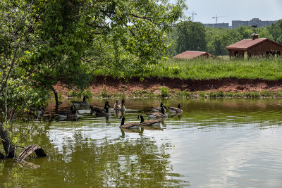 The goose pond