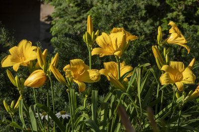 Late afternoon daylilies