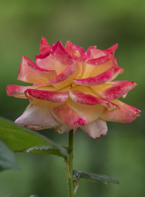 Vivid rose