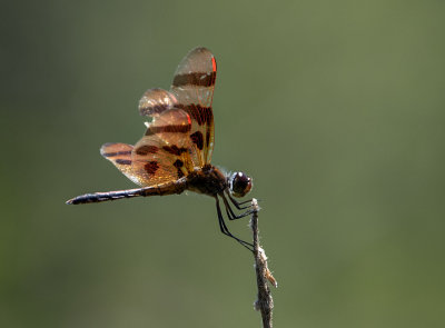 Golden dragonfly