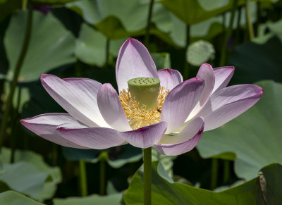 The heart of a lotus