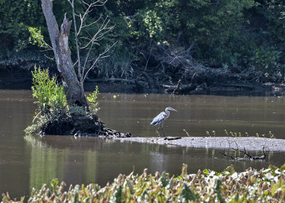 The elusive heron