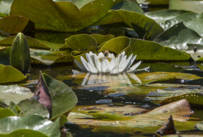 Water lily and visitor