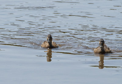 Marsh residents