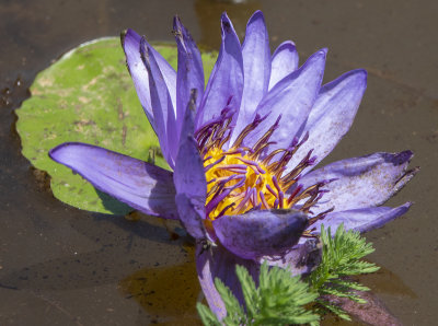 Water lily glow