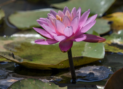 Hot pink lily