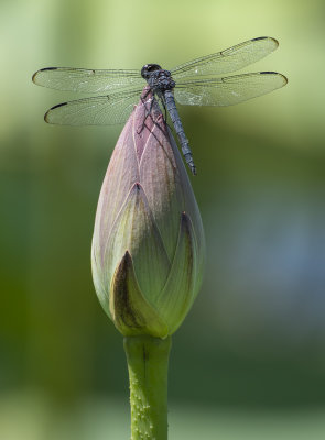 At the tip of the bud