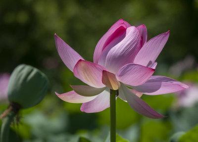 The whimsical lotus