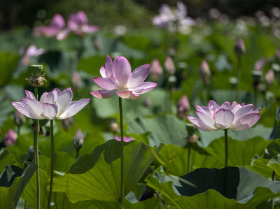 An abundance of lotuses