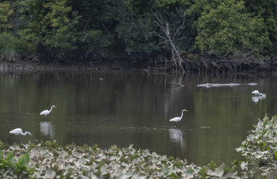 Fishing egrets
