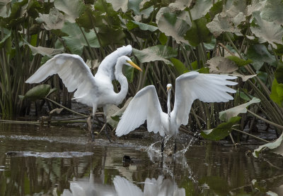 The Great Egret encounter: Showing off