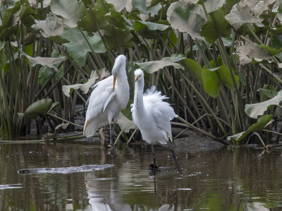 The Great Egret encounter: Fluffed