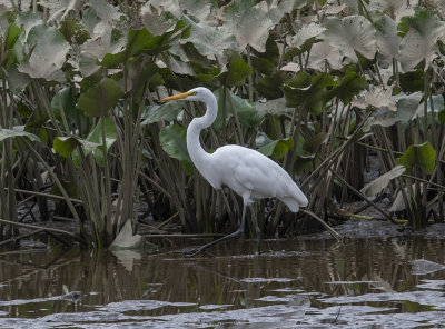 The Great Egret encounter: Classic pose
