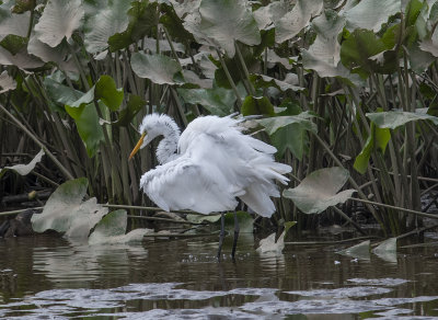 The Great Egret encounter: Disheveled